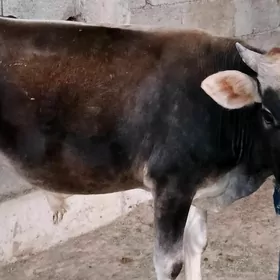 göle