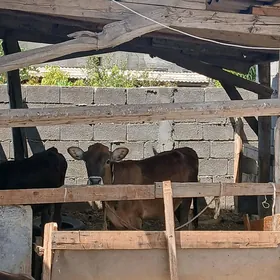 tuwe arassa swes