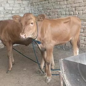 göle