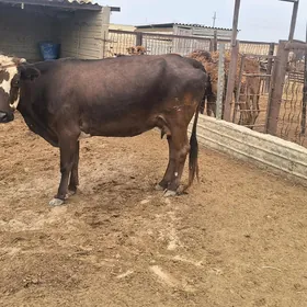 sygyrlar bakyda duran