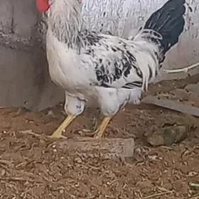 towuk horaz