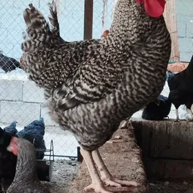 Dominat horazlar