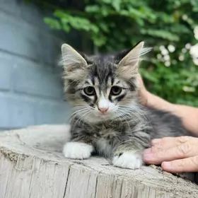 Котенок мальчик