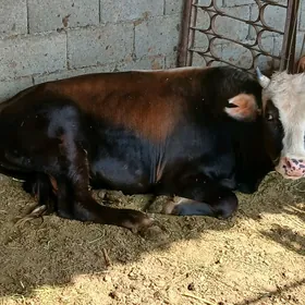 Göle