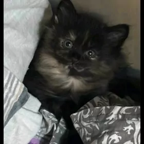 котята