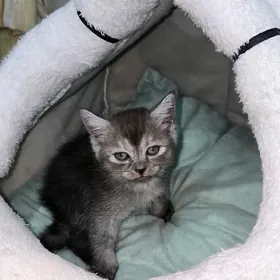 Şotland pişik/Кошка