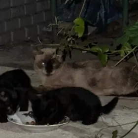 Котята в добрые руки, pişik
