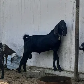 PÄKISTAN TEKE WE PÄKISTAN GEÇI