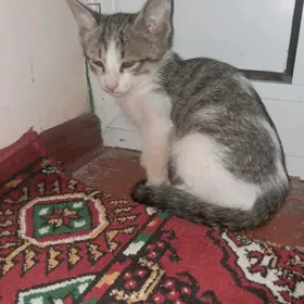 Oy pişigi