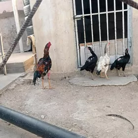 Horaz