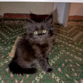 кошка