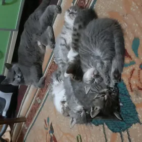 котята