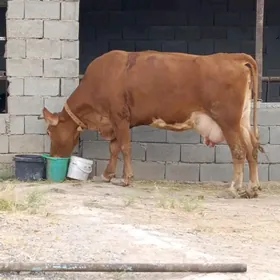 Krasnyý stepnoy Sygyr