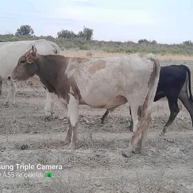 öküzce