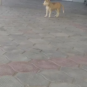 Haski kici
