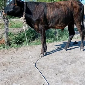 Okuzler