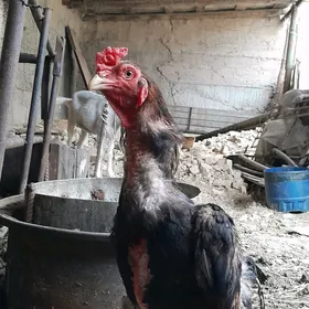 Taşgent zor horaz