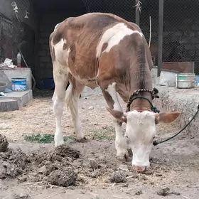 tuwe 8 aylyk
