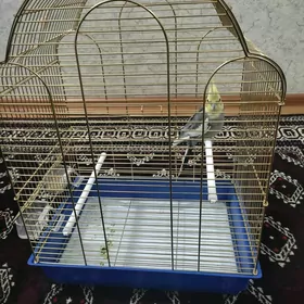 Guş