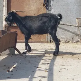 Geçi