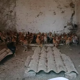 Gyzyl towuk juyjeler