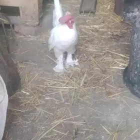 karlik
