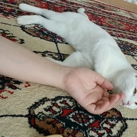 pisik кошка