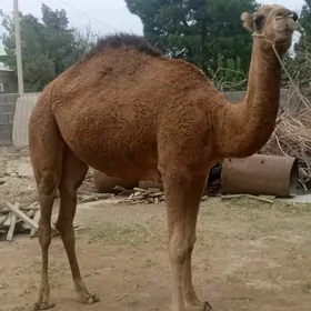 ogsuk