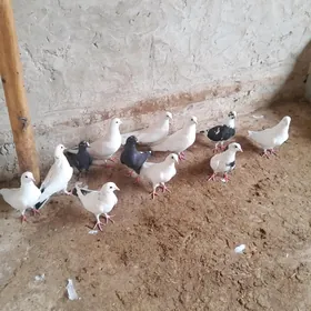 kepderi.
