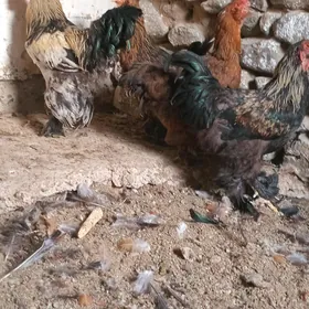 paroda tovuk