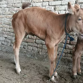 göle