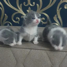 Вислоухие котята