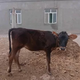 tüwe