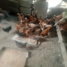 Türkmen jüjöler