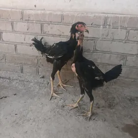 baysow juje
