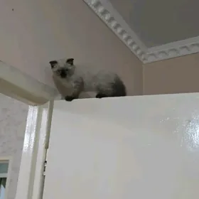 вислаущка котик