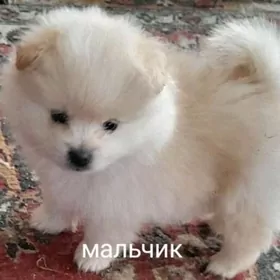 шпицульки