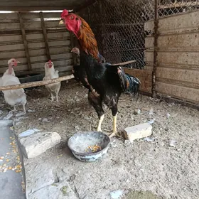baysow