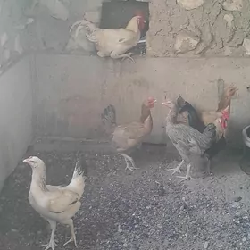 Towuklar