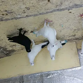 kepderi