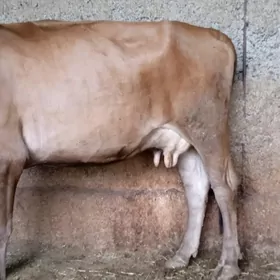 Sygyr