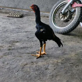 jüýje