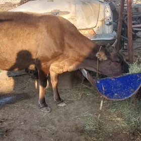 Öküz we Sygyr we tuwe