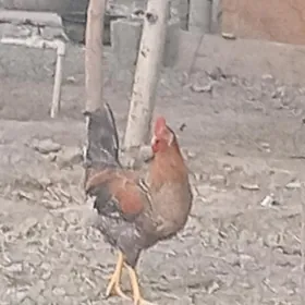 horoz