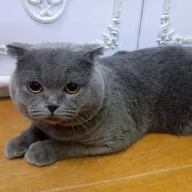 КОТ ШОТЛАНСКИЙ
