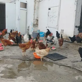 horazlar