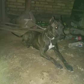 pitbul