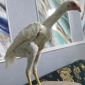 АК о Шамо