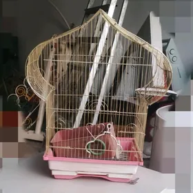 Popugaý guş kletka