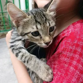 pisijekler  котята